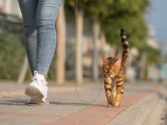 A Bengal cat on a leash walks next to a woman on the sidewalk. Walking with a domestic cat outdoors.