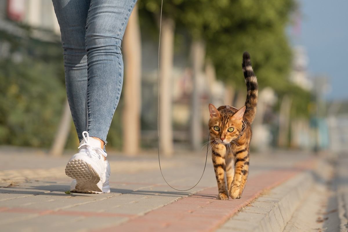 Un gatto del Bengala al guinzaglio cammina accanto a una donna sul marciapiede. Passeggiando con un gatto domestico all'aperto.