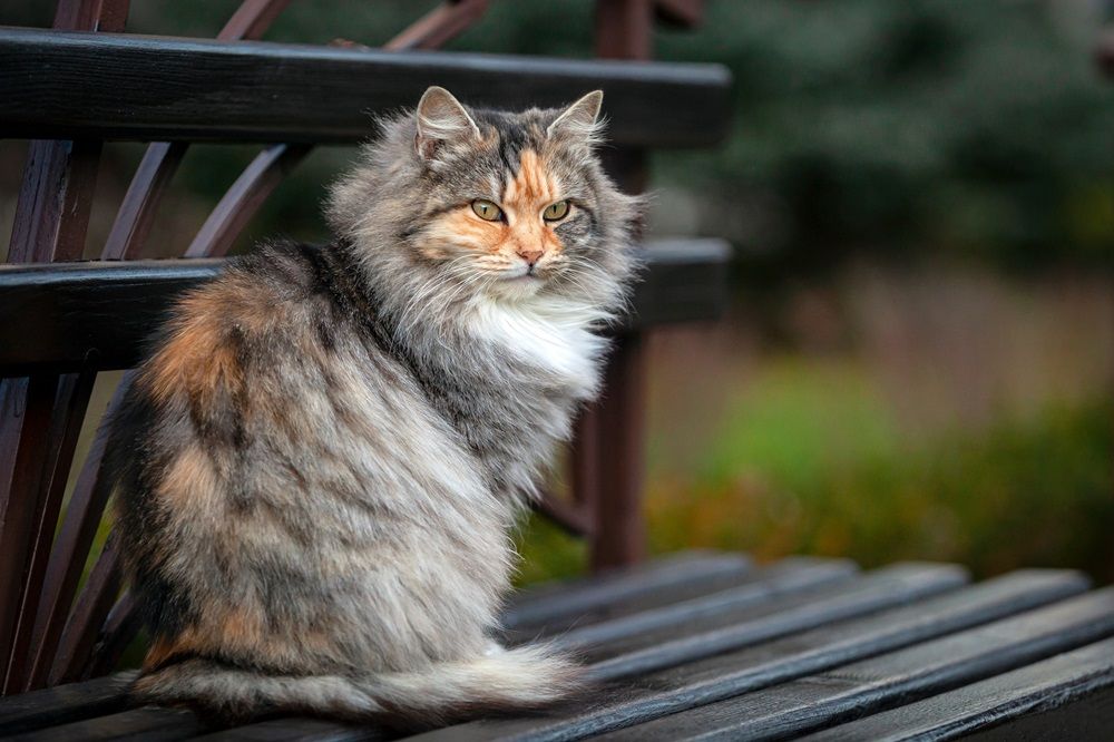 Un gatto siberiano è seduto su una panchina nel giardino