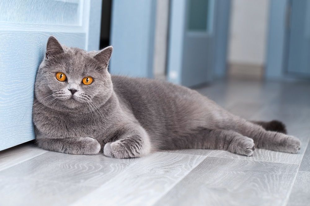 Un bellissimo gatto British Shorthair riposa in una stanza azzurra,