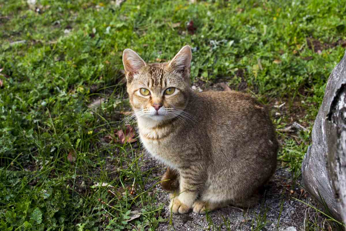 Un gatto soriano marrone è seduto sull'erba e guarda verso la telecamera.