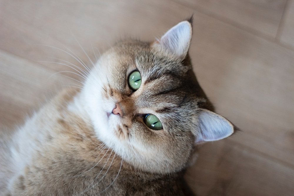 Un gatto British Shorthair dorato con motivo tabby ticked.