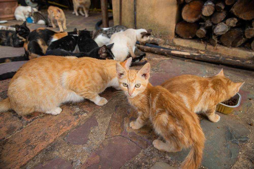 Un gruppo di gatti randagi che mangiano il cibo secco per gatti che i loro accudenti danno loro