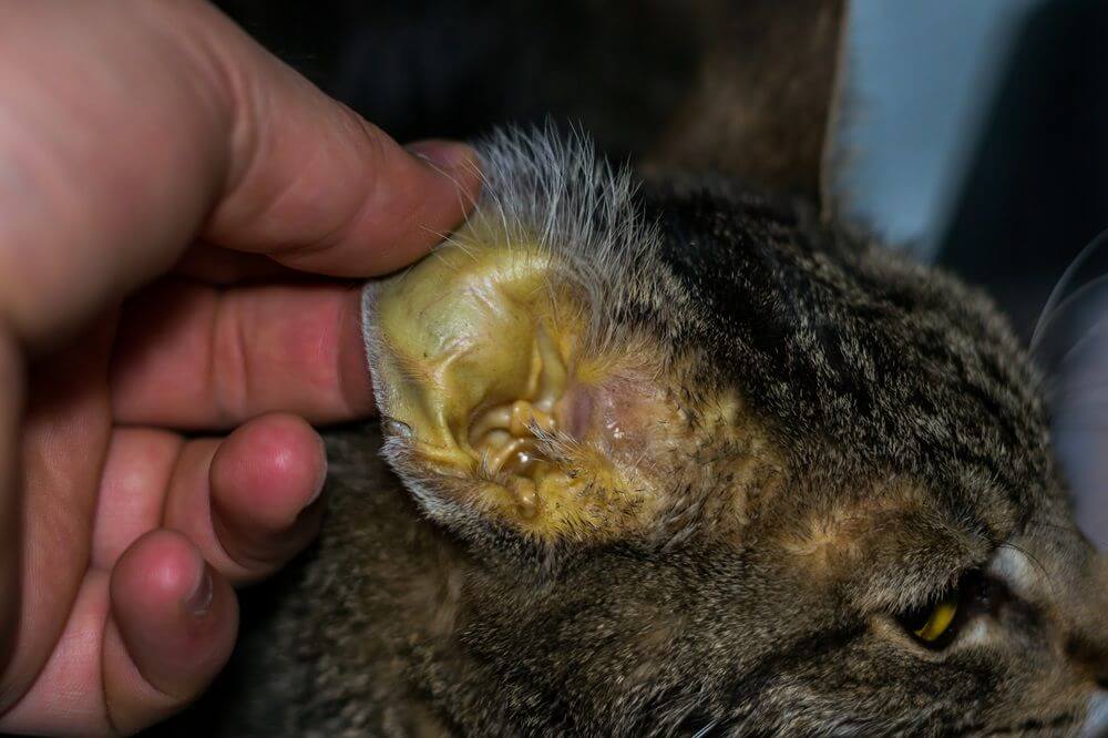 La mano di una persona che tiene l'orecchio di un gatto, la cui pelle presenta una colorazione giallastra.