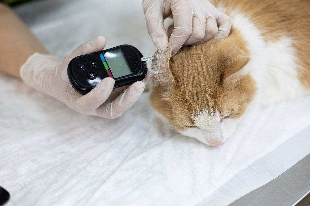 Un veterinario misura il livello di glucosio di un gatto in una clinica veterinaria.