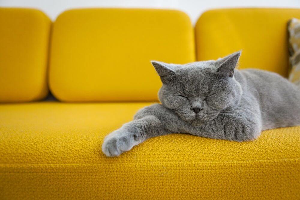 Un giovane gatto grigio che dorme su un divano giallo brillante.