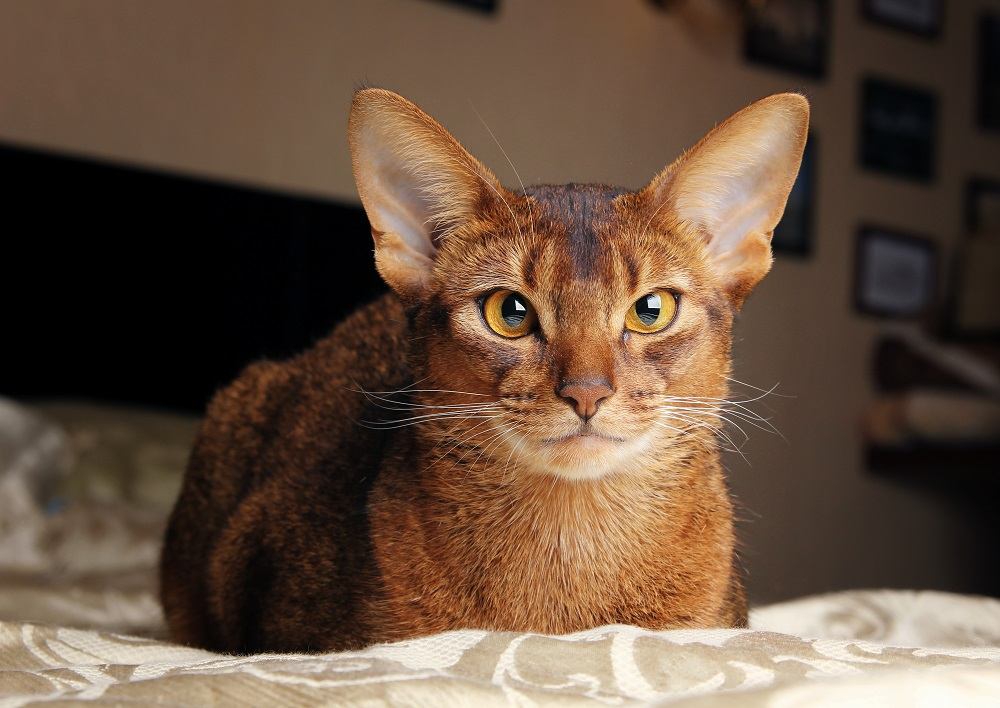 Gatto abissino sdraiato sul letto.