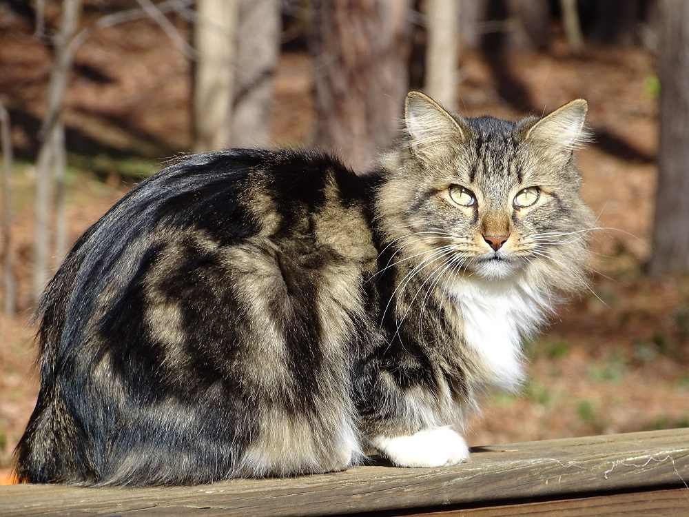 Gatto Bobtail americano