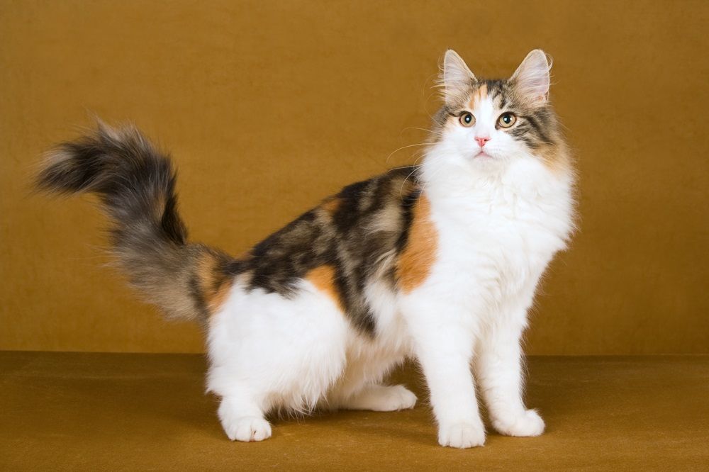 Bellissimo gatto delle foreste norvegesi calico su sfondo dorato