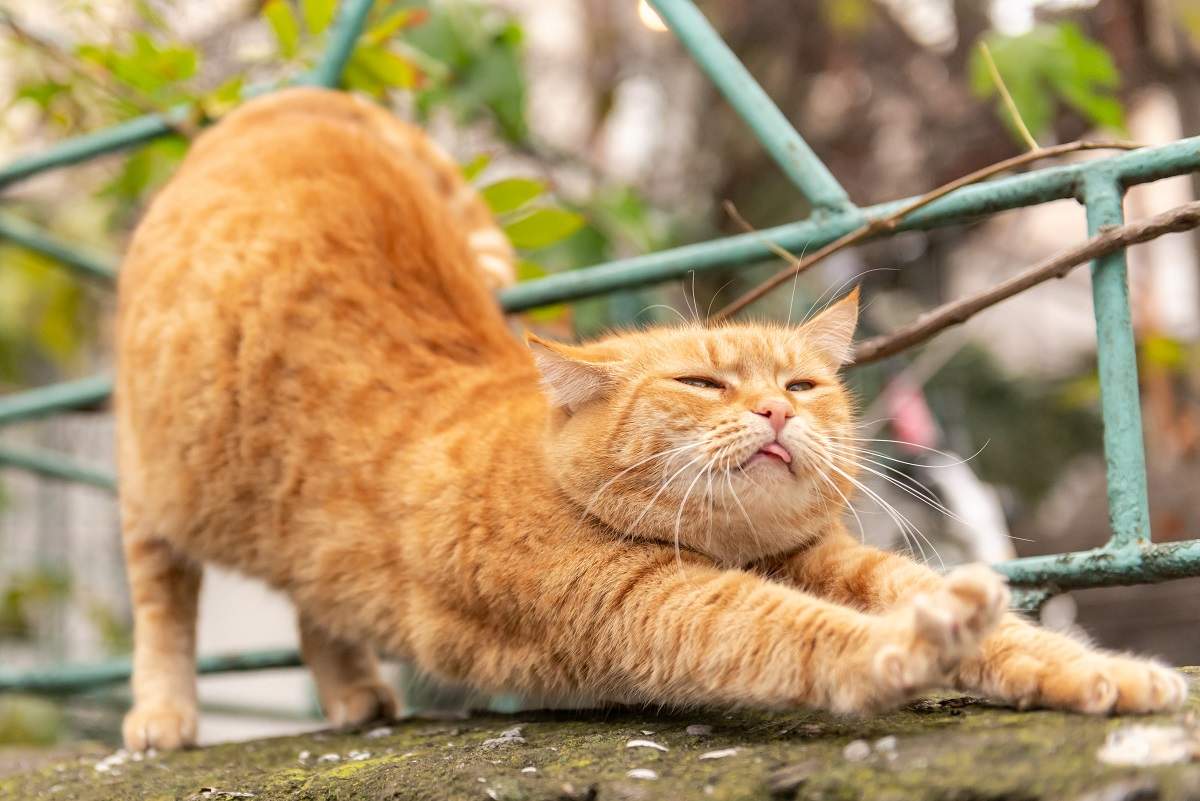 Bellissimo gatto rosso si stiracchia e mostra la lingua.