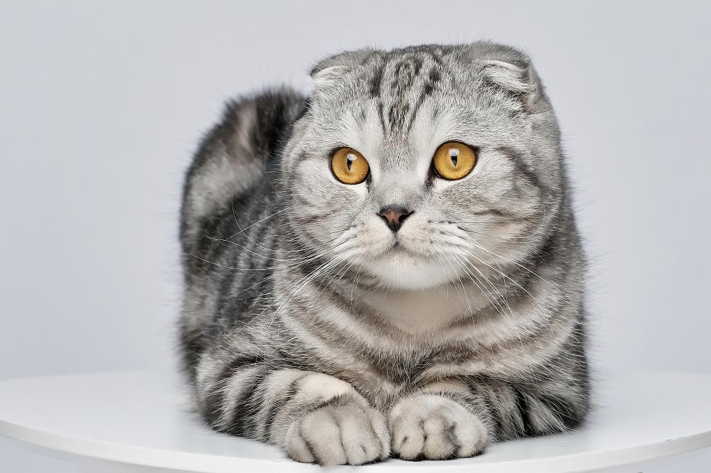 Bellissimo ritratto di gatto Scottish Fold Silver Tabby