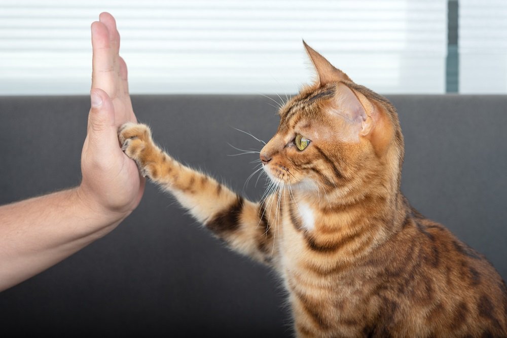 Il simpatico gatto del Bengala fa un gesto affettuoso con la zampa e saluta il suo padrone.