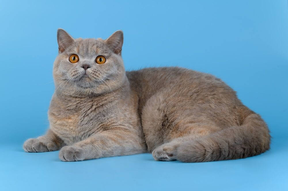 Il gatto British Shorthair giace su uno sfondo blu