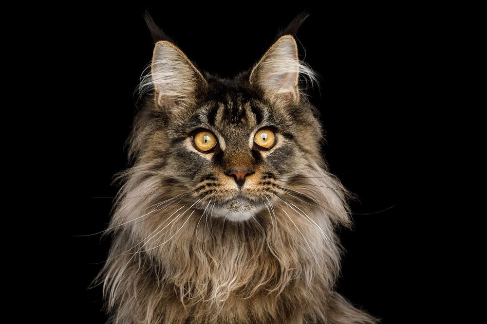 Ritratto ravvicinato di un enorme gatto Maine Coon