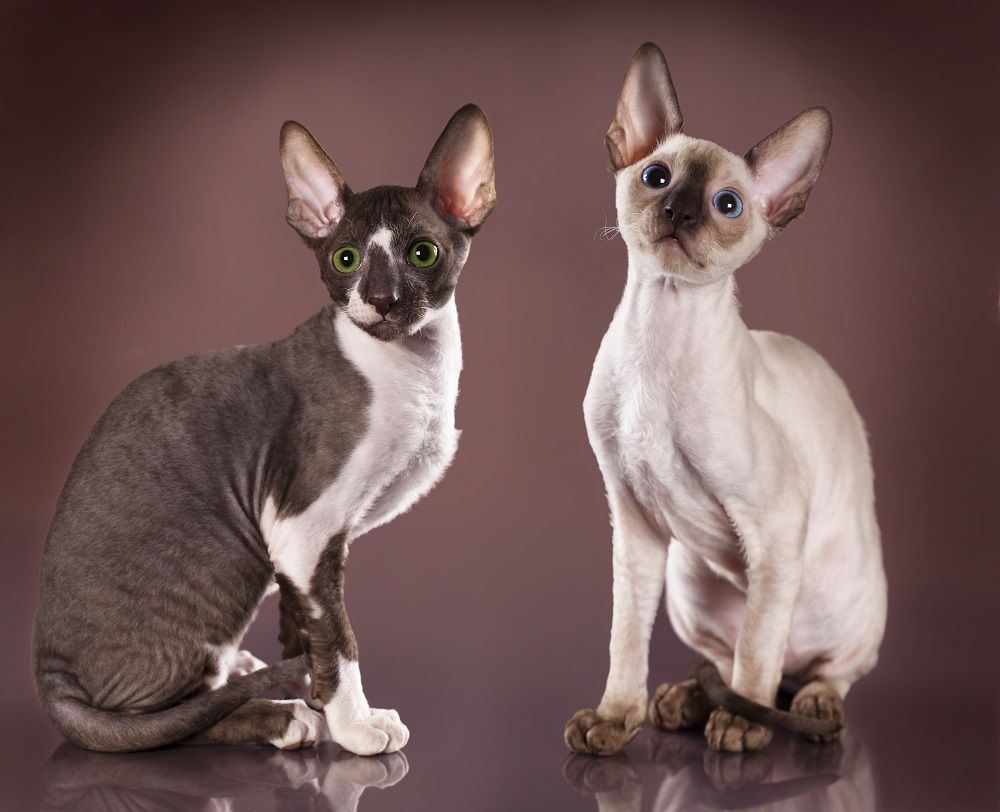 Gattino Cornish Rex, 3 mesi