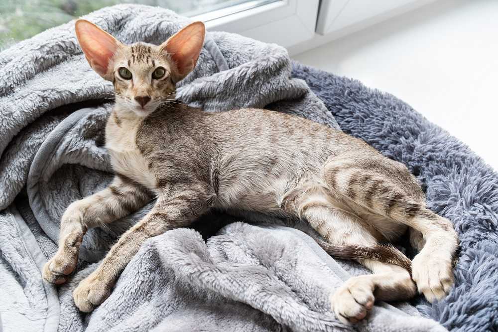 Grazioso gattino tigrato orientale a pelo corto che dorme vicino alla finestra