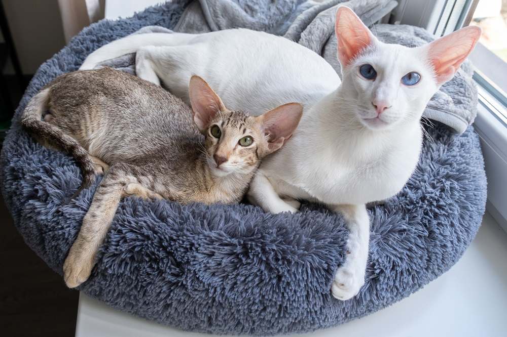 Grazioso gatto orientale a pelo corto bianco e piccolo gattino tigrato