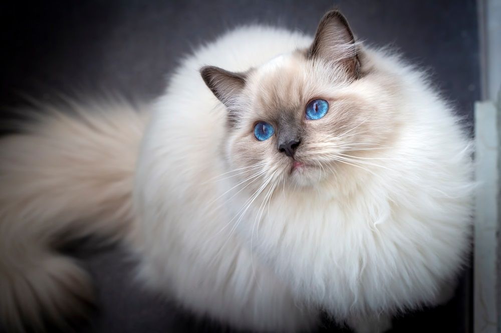 Tappetino Assorbente Per Cucina Con Stampa Gatto Bianco – Due Misure, Lavabile In Lavatrice