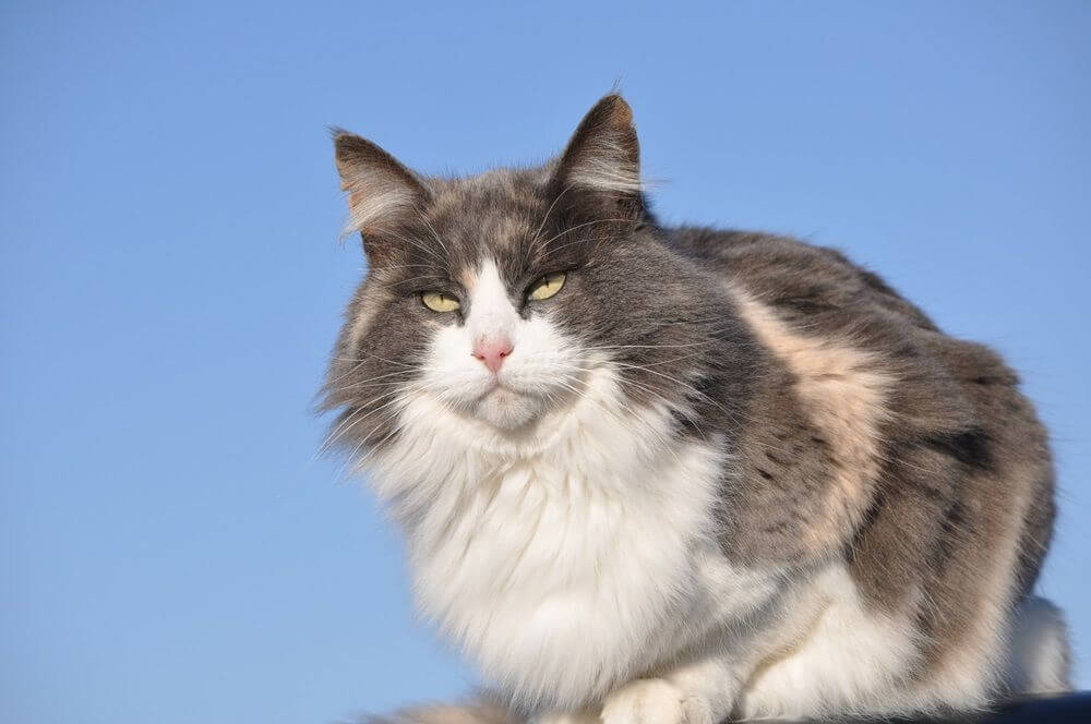 Bellissimo gatto calico diluito a pelo lungo contro il cielo azzurro in una fredda giornata invernale