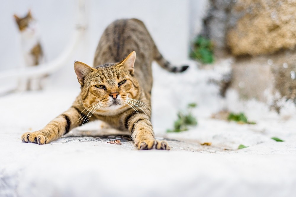 Il gattino si guarda intorno e si rilassa dopo essersi stirato e pulito e saluta i nuovi visitatori