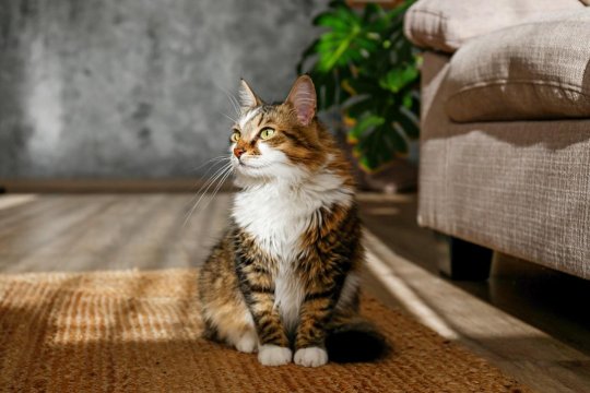 14 Meravigliose razze di gatti a pelo lungo