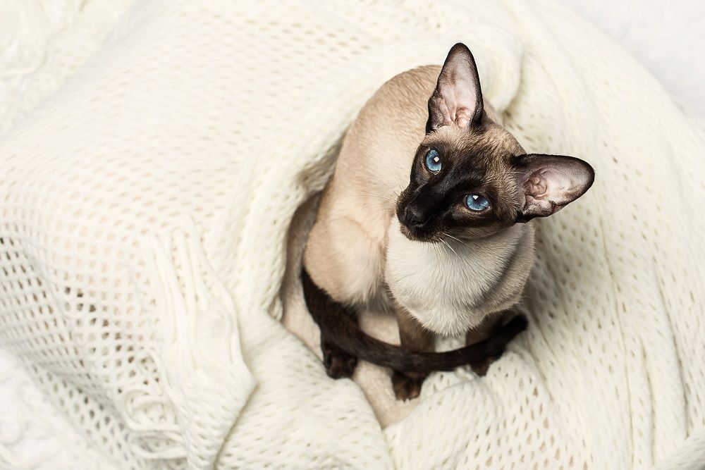 Gatto siamese orientale seal-point in posa su sfondo bianco.