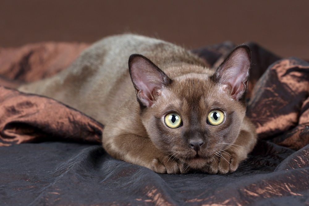 Gattino birmano giocoso su sfondo marrone