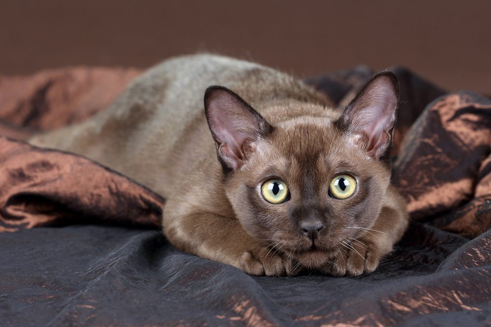 Giocoso gattino birmano su sfondo marrone.