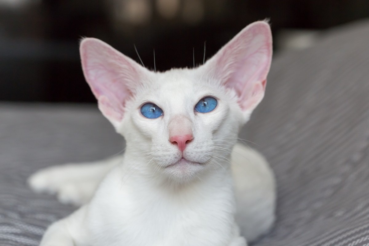 Ritratto di gatto bianco orientale a pelo corto con occhi azzurri