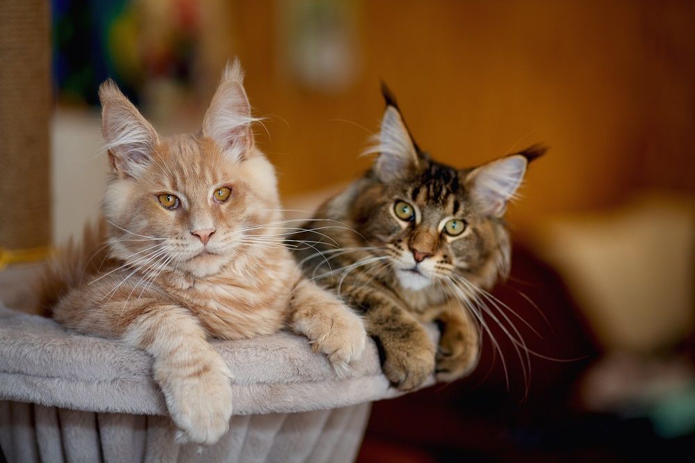 Ritratto di due graziosi gattini Maine Coon a strisce rosse e grigie