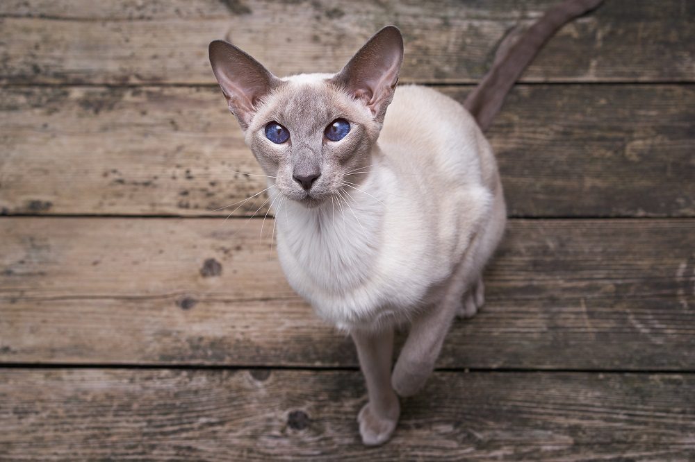 Gatto siamese