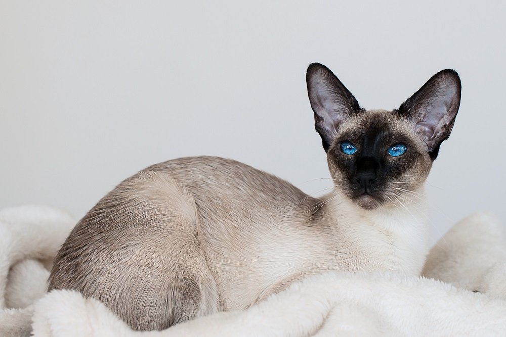 Gatto siamese