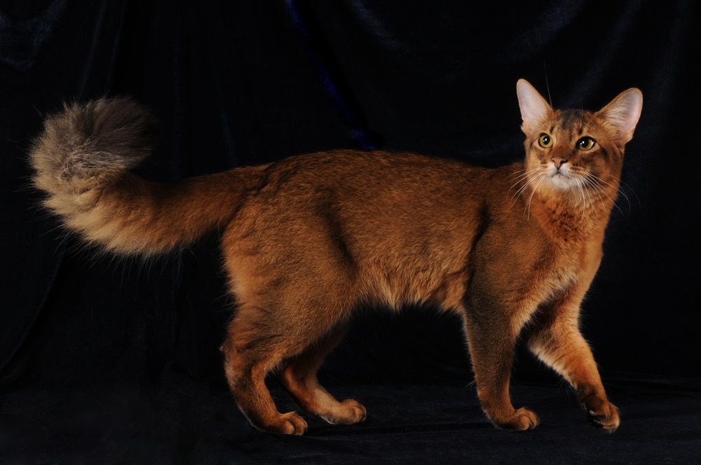 Gatto somalo di colore rosso rubino su velluto blu scuro