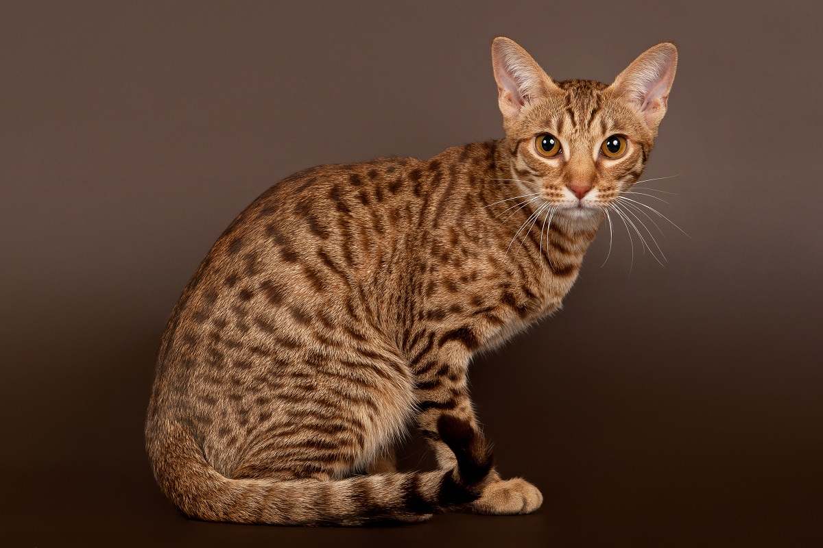 Gatto soriano maculato ocicat maschio