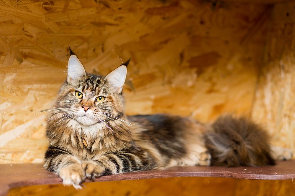 Il gatto Maine Coon all'età di 9 mesi giace sullo scaffale.