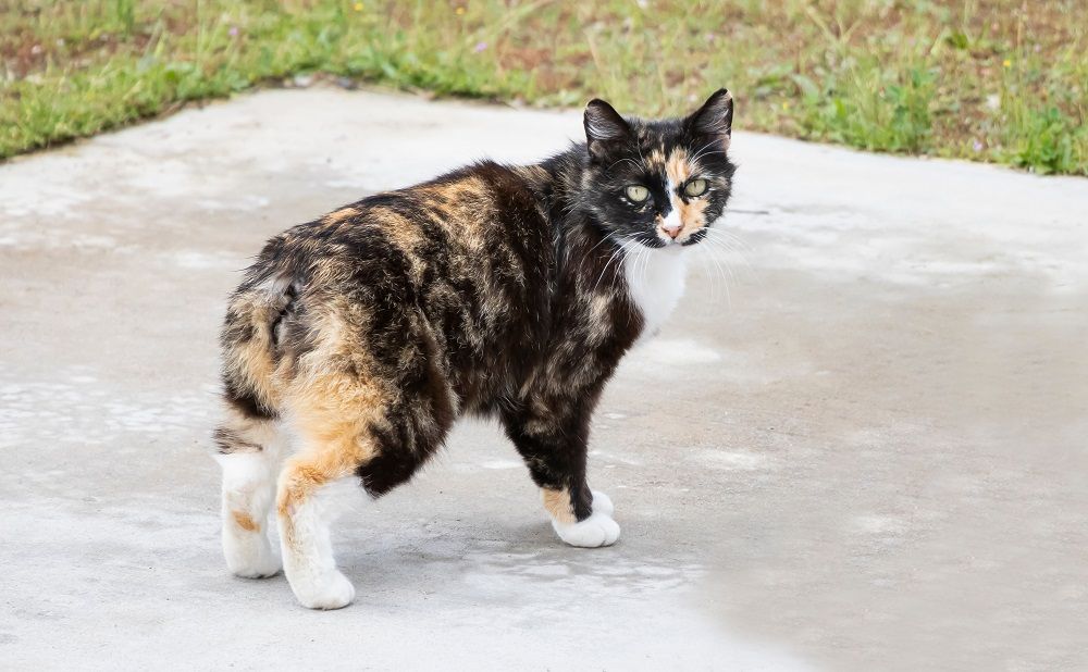 Il gatto Manx è una razza unica senza coda. Un gatto di colore marrone, giallo e bianco senza coda.