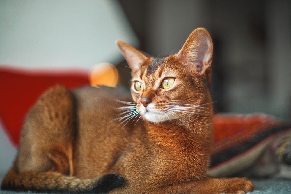 Gatto abissino tigrato ticked con occhi gialli e pelo corto rosso