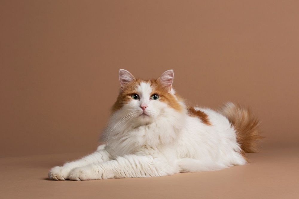 Gatto turco van con occhi verdi isolato e adagiato su uno sfondo marrone. Bellissima pelliccia bianca e soffice di angora