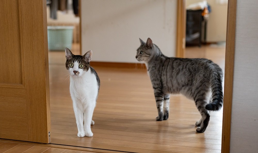 Due gatti che camminano in casa