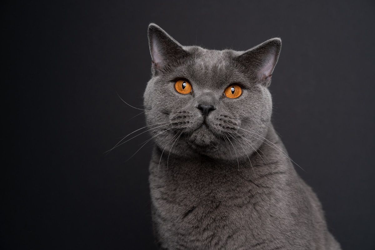 bellissimo gatto British Shorthair blu con occhi arancioni