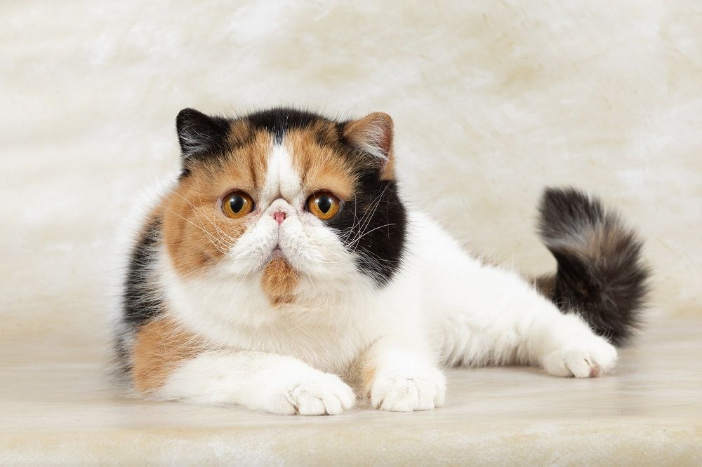 bellissimo gatto esotico a pelo corto giace su sfondo chiaro