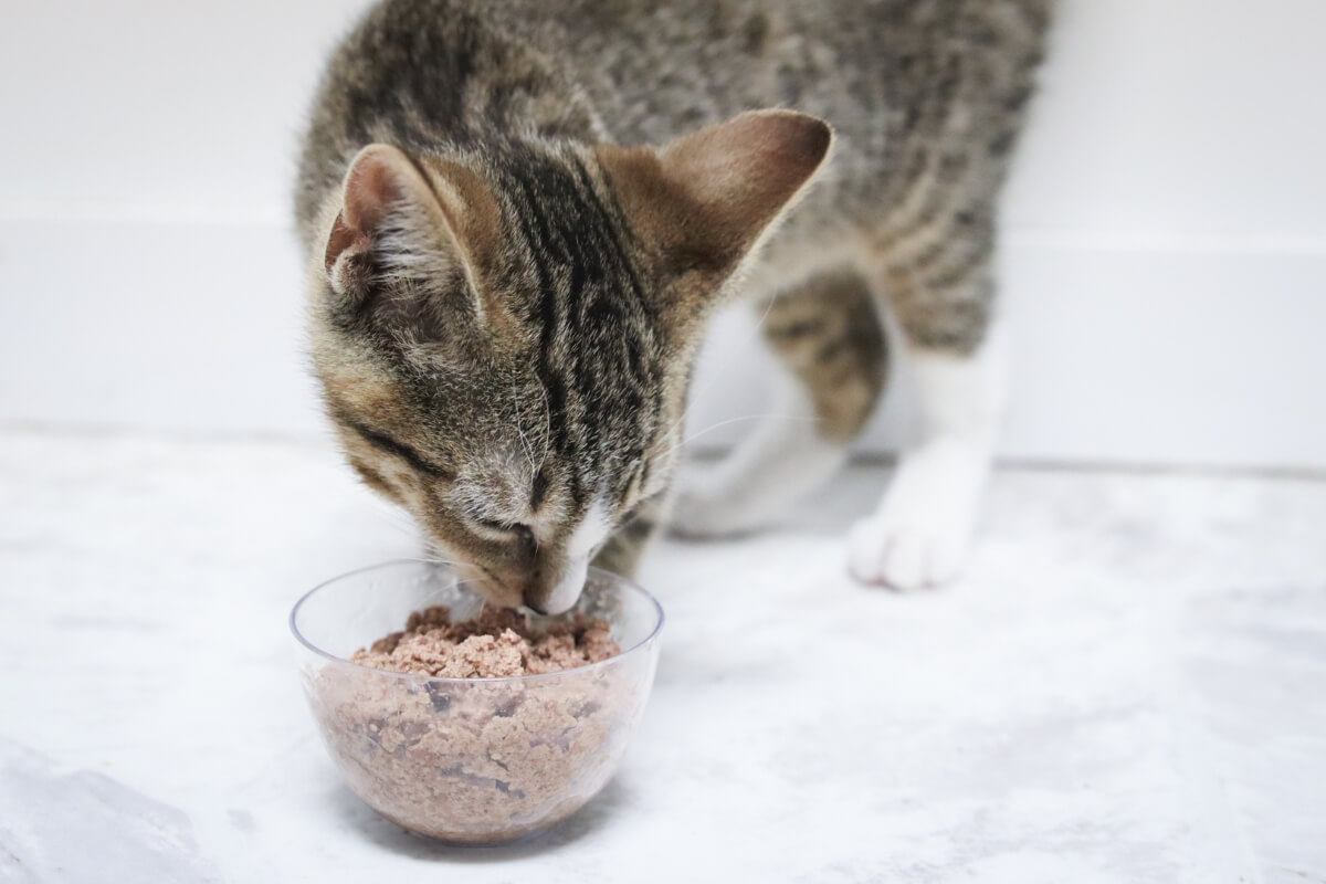 cat eating cat food fast