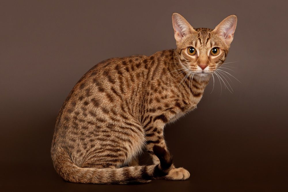 gatto maschio ocicat su sfondo marrone scuro