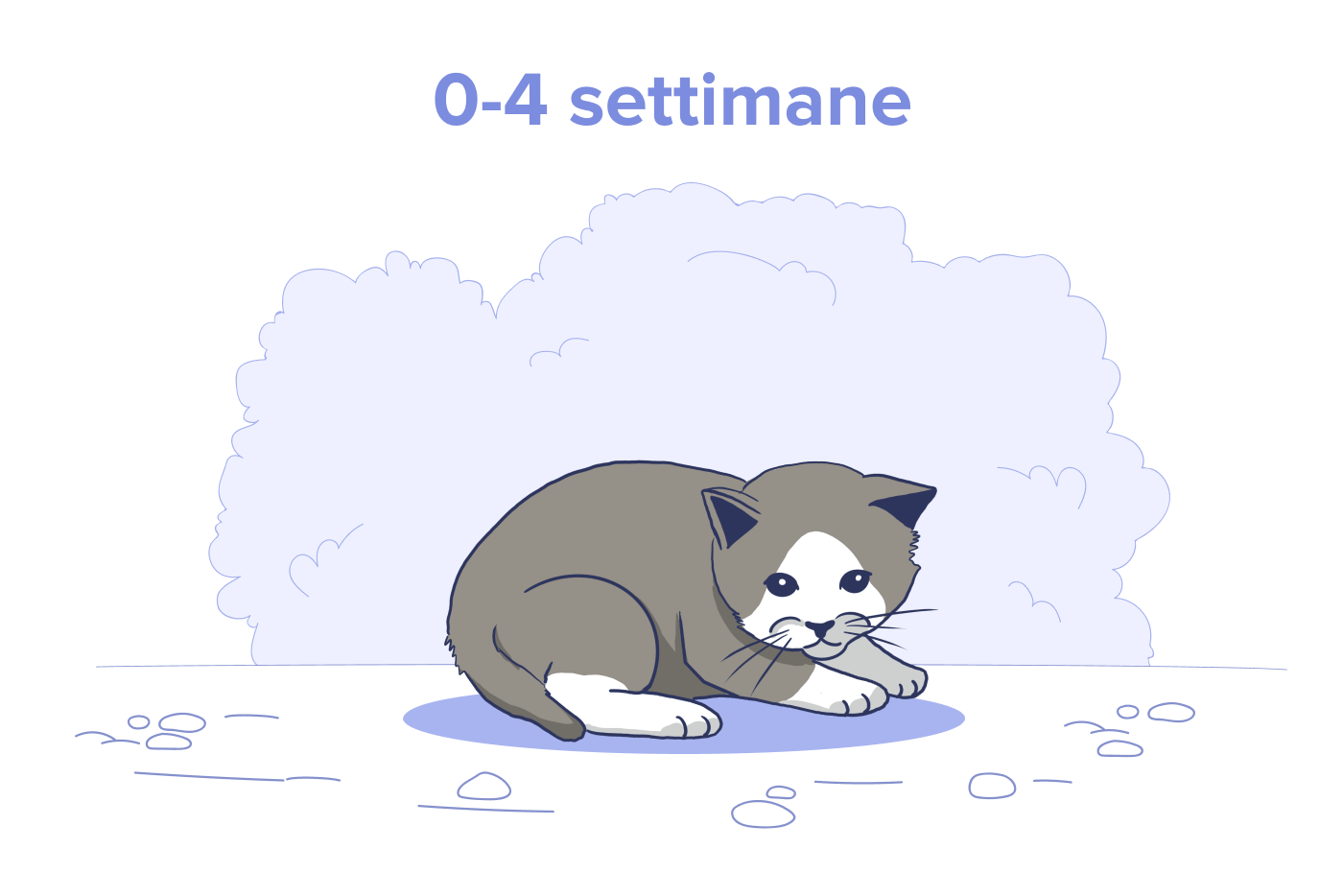 Gattino appena nato, età: da 0 a 4 settimane