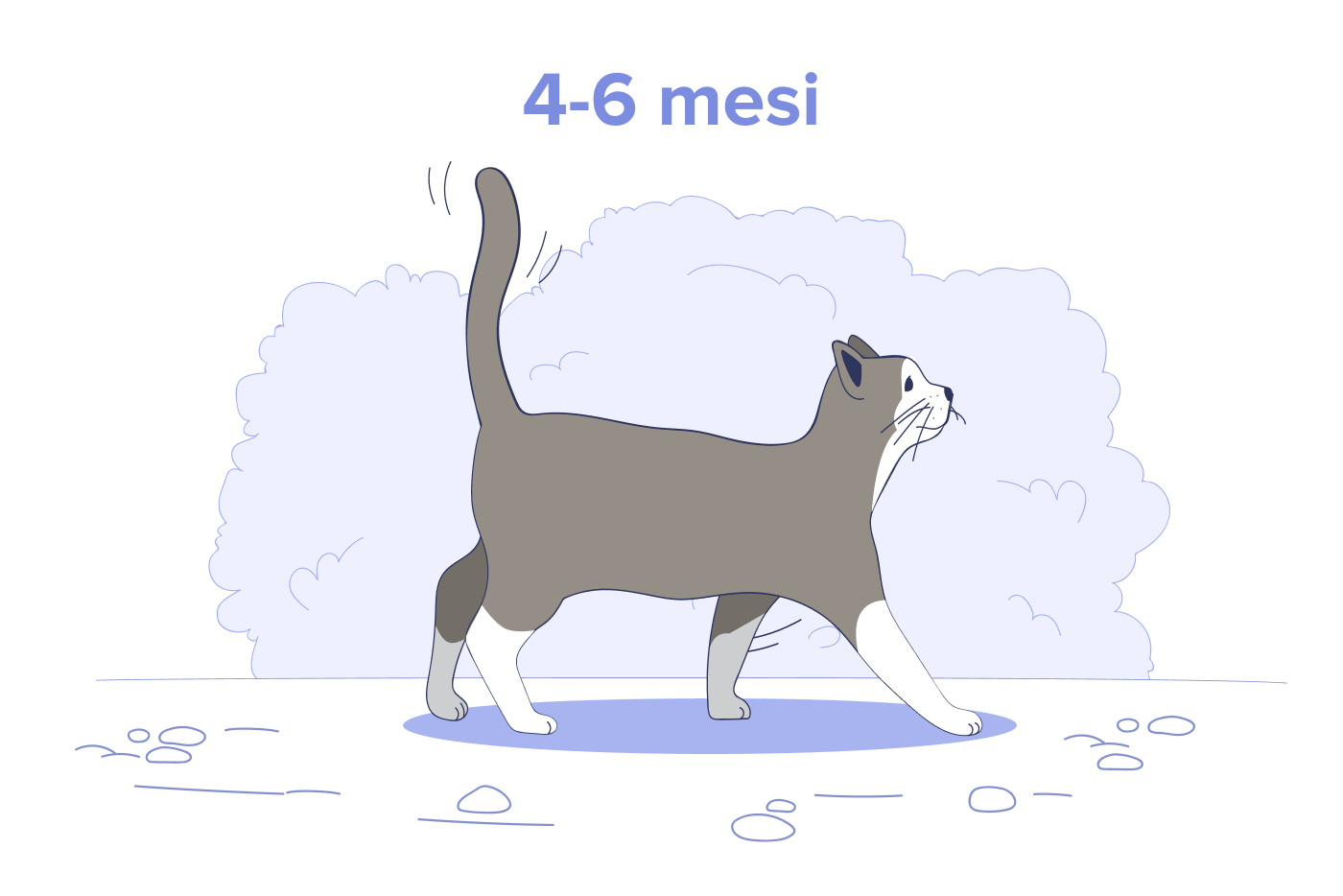 Gattino da 4 a 6 mesi
