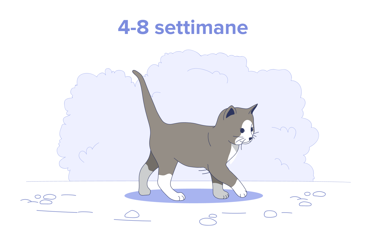 Gattino da 4 a 8 settimane