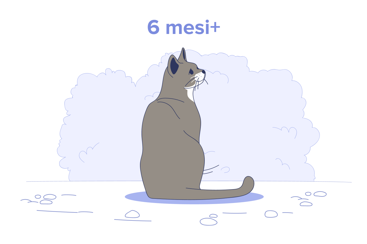Gatti da 6 mesi a 10 anni