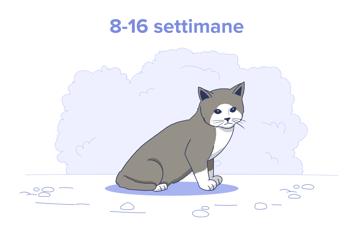 Gattino da 8 a 16 settimane