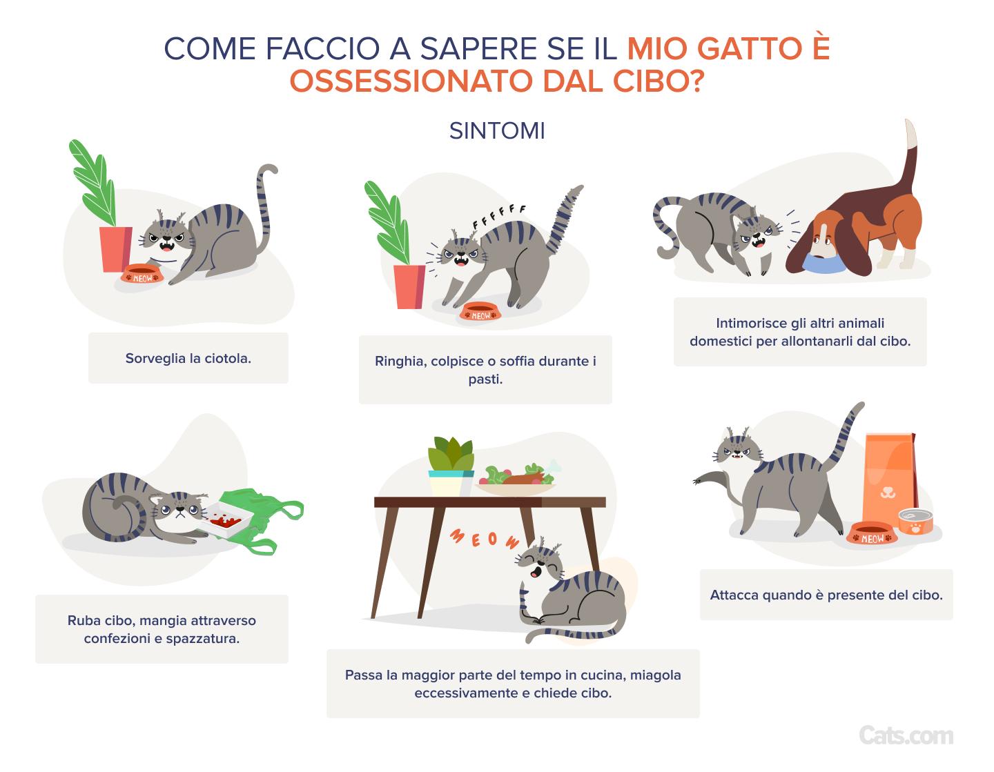 Aggressività alimentare nei gatti