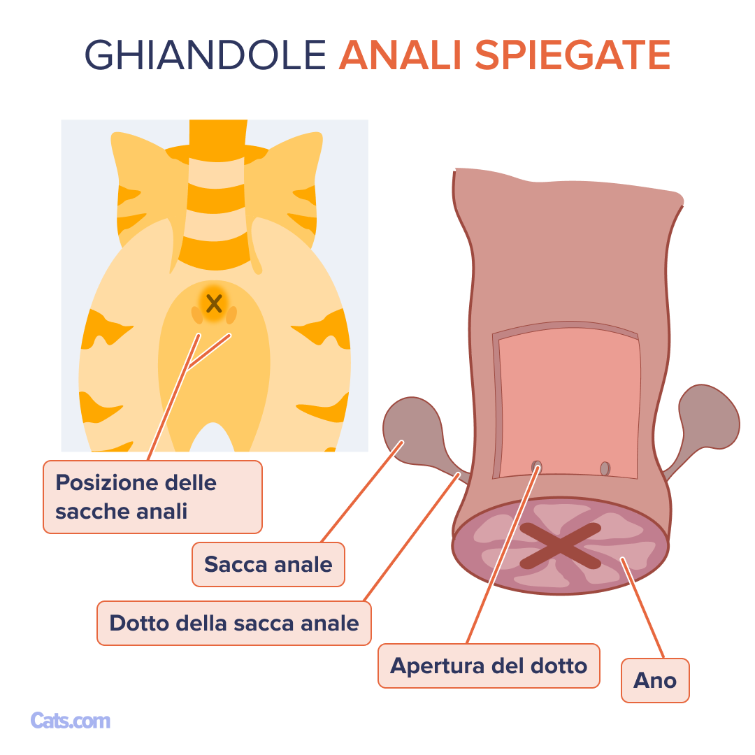 Quali sono i dettagli delle sacche anali?